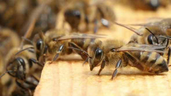 A Dozen of Bees Flutter with Their Tiny Wings and Crawl Inside of a Beehive