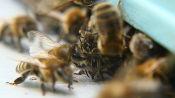 Bees Are Swarming at a Beehive Entrance in Summer. They Brought Pollen