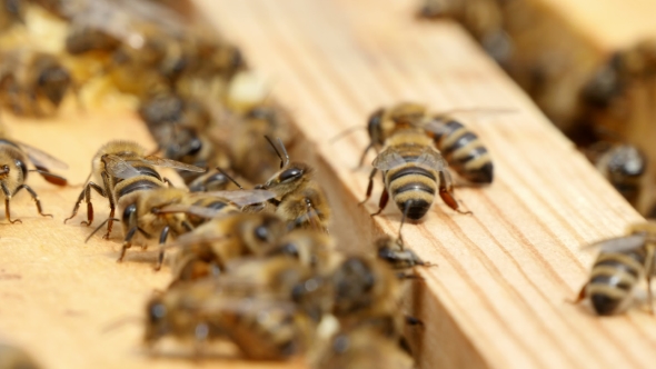 Hundreds of Bees Crawl on the Beecomb Boards with Honey and Wax
