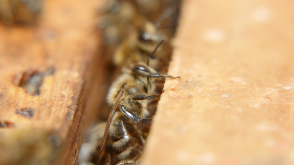 A Swarm of Bees Creep on the Beecomb Boards with Honey and Wax