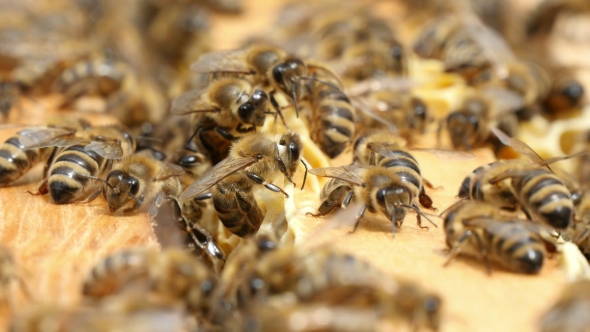 Dozens of Bees Crawl on the Beecomb Boards with Honey and Wax