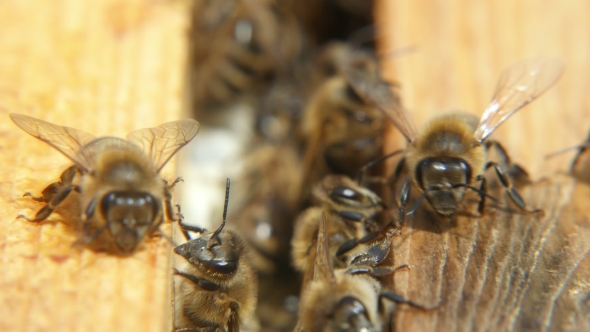 A Lot of Bees Creep on the Beecomb Boards with Honey and Wax