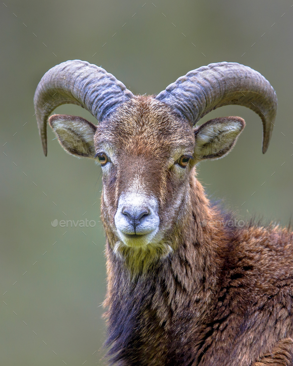 Portrait of Mouflon sheep male on hill - Stock Photo - Images