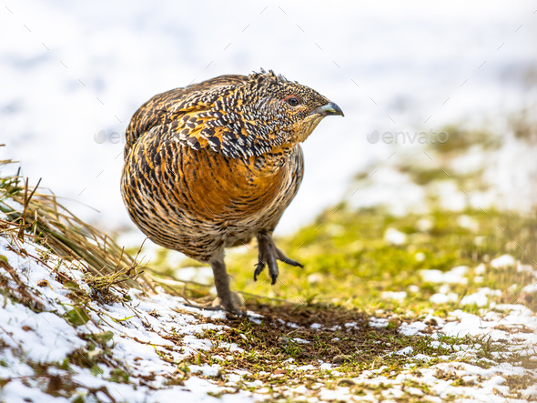 Female Western capercaillie looking to side - Stock Photo - Images
