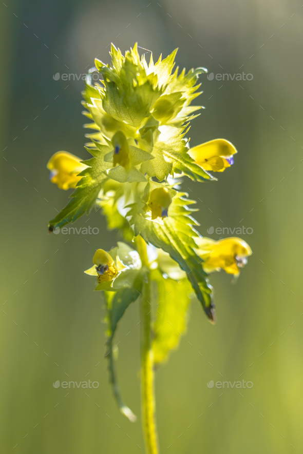 Greater Yellow rattle