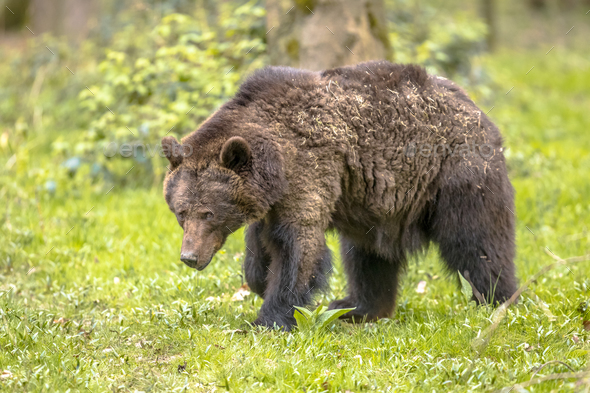 European brown bear foraging in forest habitat - Stock Photo - Images
