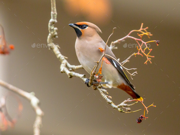 Bohemian waxwing winter passerine bird eating berries - Stock Photo - Images