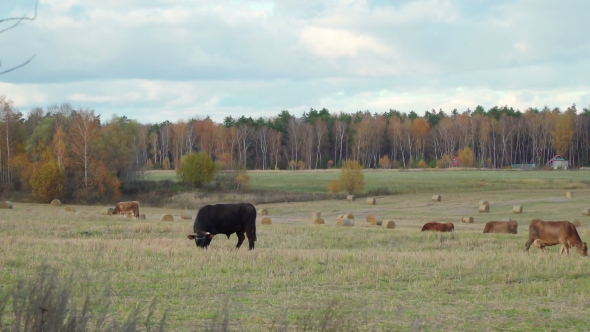 Black Bull Looks Closely