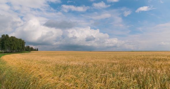 Landscape of Wheat Field at Harvest