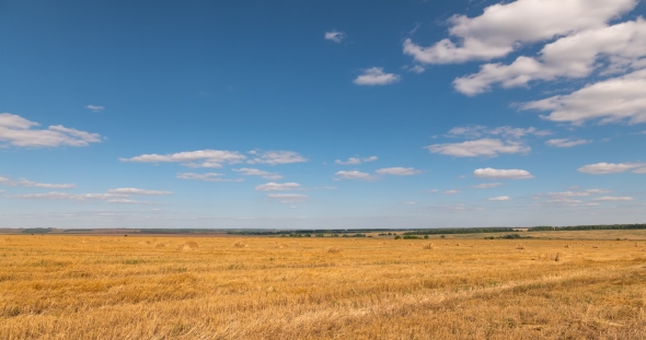Landscape of Wheat Field at Harvest