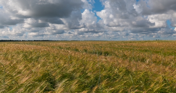 Landscape of Wheat Field at Harvest