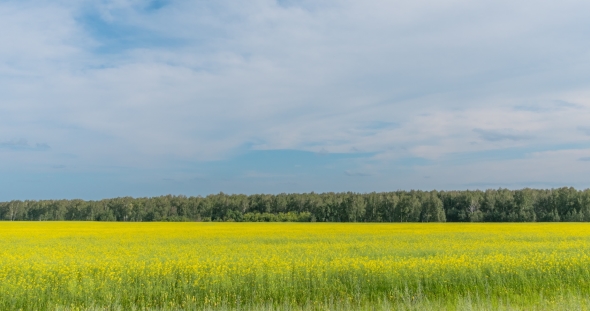 Landscape of Field Yellow Grass