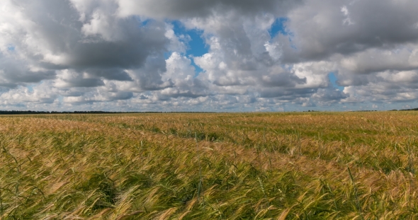 Landscape of Wheat Field at Harvest