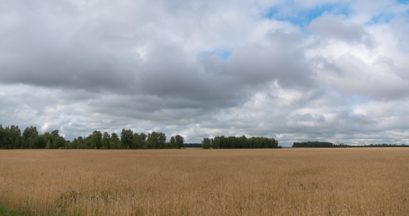 Landscape of Wheat Field at Harvest