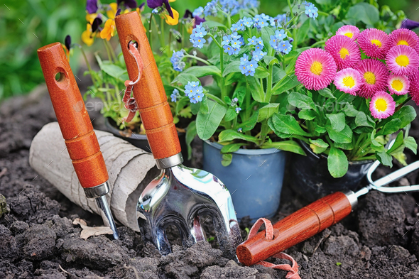 Gardening Tools And Spring Flowers In The Garden Stock Photo By Nataljusja