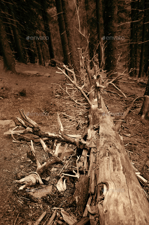 Old spruce that fell in the forest. Art photo in sepia.