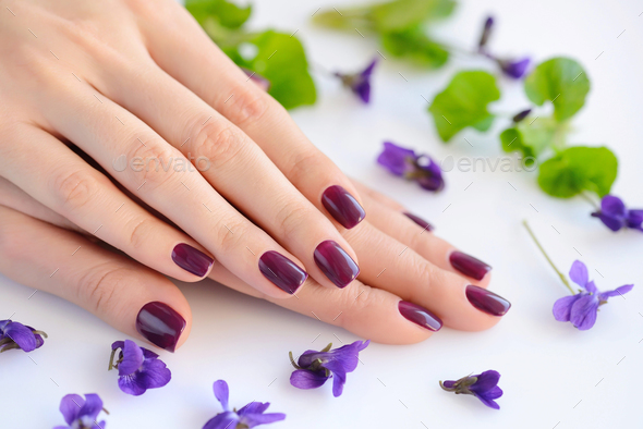 Hands of a woman with dark purple manicure on nails and flowers