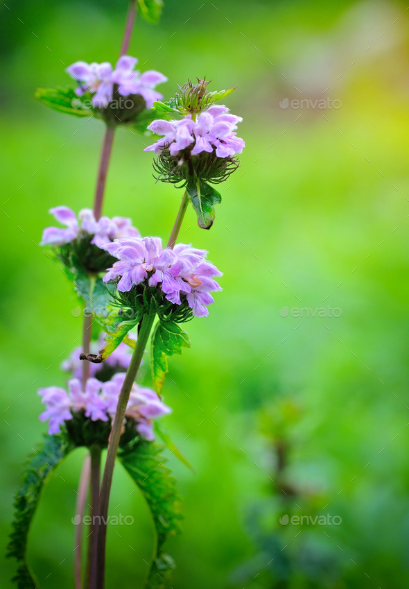 Flowers of Phlomoides tuberosa (Phlomis tuberosa) - Stock Photo - Images