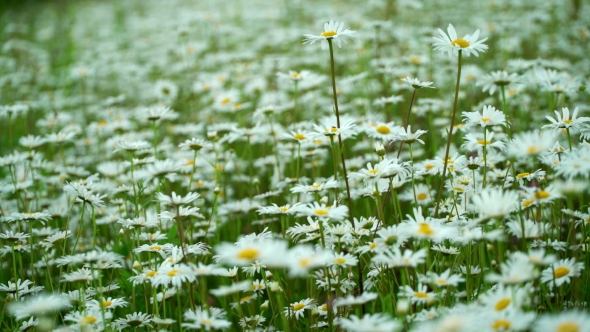 Beautiful Blooming Meadow with Chamomile