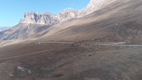 Large Flock of Sheep in the Dolomite Mountains