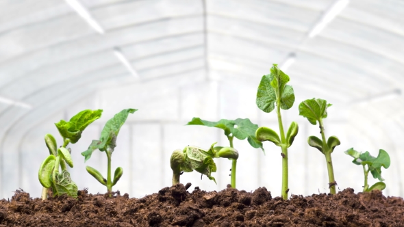 Growing Plants in Greenhouse alt