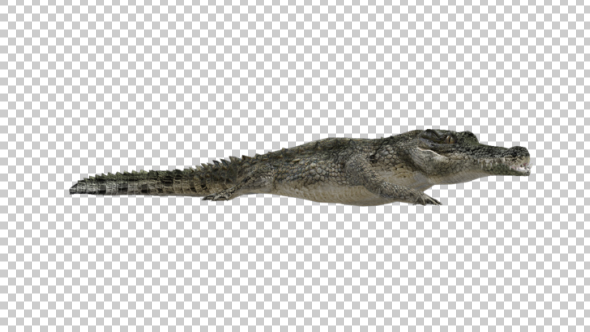Crocodile Walking alt