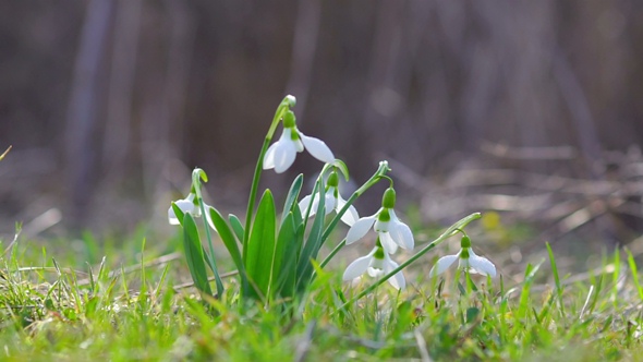 Young Snowdrops with Drops of Dew Sway in the Wind. alt