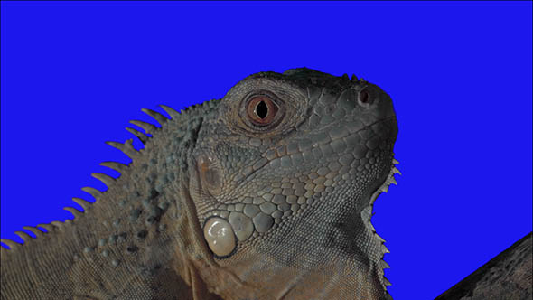 Iguana Close Up Keying