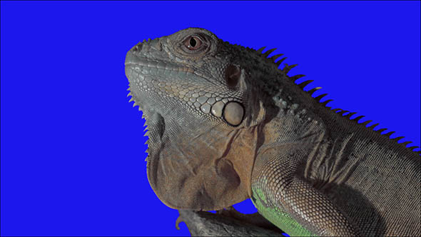 Iguana Portrait