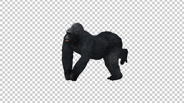 Gorilla Run Top View alt