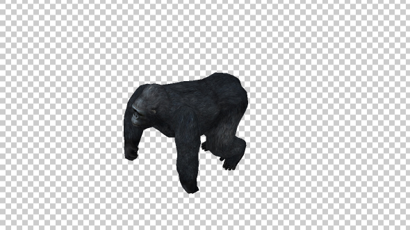 Gorilla Walk Top View alt