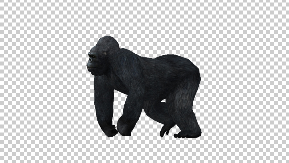 Gorilla Walking alt