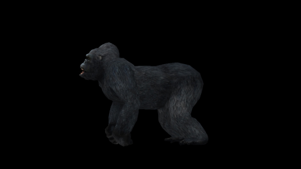 Gorilla Howling alt