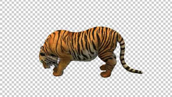 Tiger Eating alt