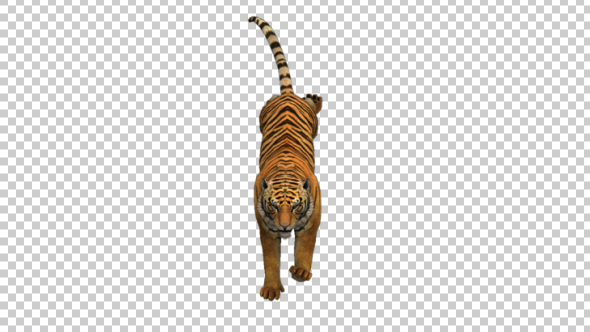 Tiger Run 2, Motion Graphics | VideoHive
