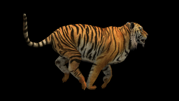 Tiger Run , Motion Graphics | VideoHive