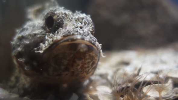 Fish Deflating, Stock Footage | VideoHive