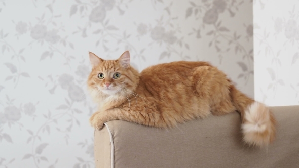 cat on sofa