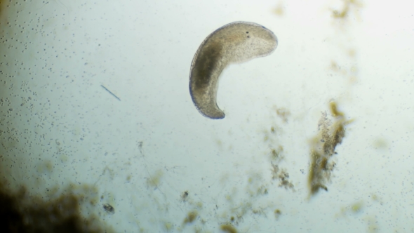 Transparent Microorganism Under the Microscope, with Internal Organs, As Is an Alien Organism alt