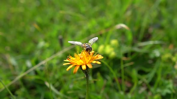 Bee Collects Nectar from Flower Crepis Alpina alt