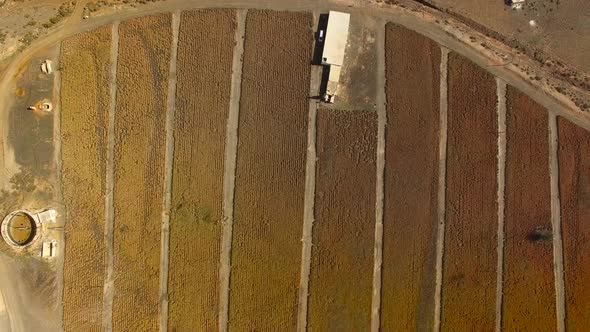 Aerial view of large fields with Aloe vera plantation in rural area. alt