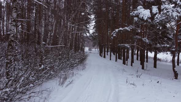 Low Aerial View Near the Pillars of Trees alt