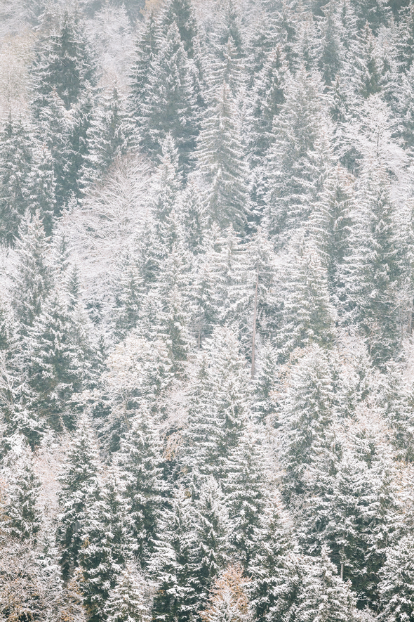 Pines And Spruce, Fir-trees Covered First Snow In Greenwood Fore - Stock Photo - Images