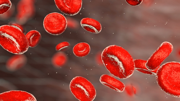 Erythrocytes Moving in the Blood Stream alt