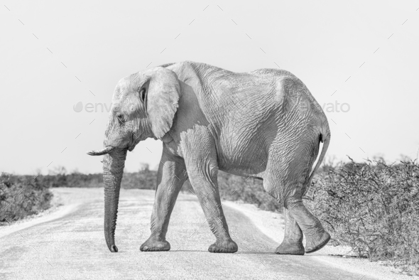 Monochrome African elephant, covered with white calcrete dust - Stock Photo - Images