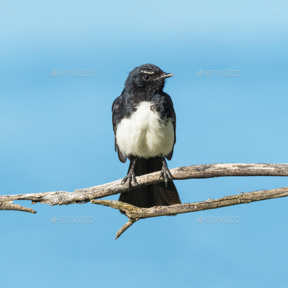Willie Wagtail on a Branch - Stock Photo - Images