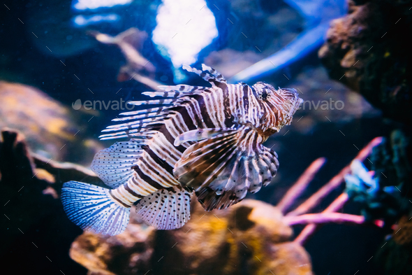 Red Lionfish Pterois Volitans Is Venomous Coral Reef Fish Swimmi Stock Photo by Grigory_bruev
