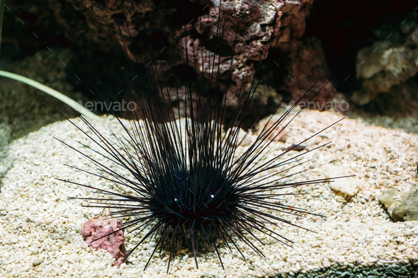 Sea Urchin Or Urchin Or Sea Hedgehog Diadema Setosum Swimming In