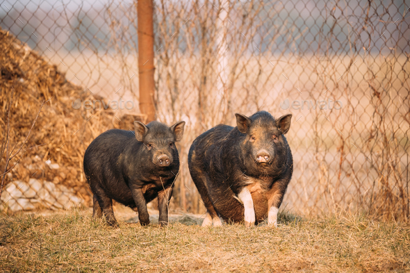 Two Pigs Posing In Farm Yard. Pig Farming Is Raising And Breedin - Stock Photo - Images
