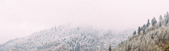 Pines And Spruce, Fir-trees Covered First Snow In Greenwood Fore - Stock Photo - Images
